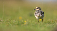 Buff-breasted Sandpiper, Davidstow Airfield, September 2017