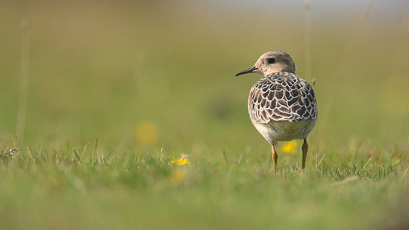 Buff-breasted Sandpiper, Davidstow Airfield, September 2017