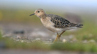 Buff-breasted Sandpiper, Davidstow Airfield, September 2017