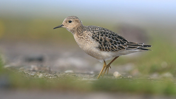 Buff-breasted Sandpiper, Davidstow Airfield, September 2017