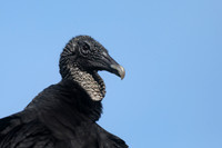 Turkey Vulture, Florida, February 2020