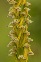 Man Orchid, Wye nature reserve, May 2024