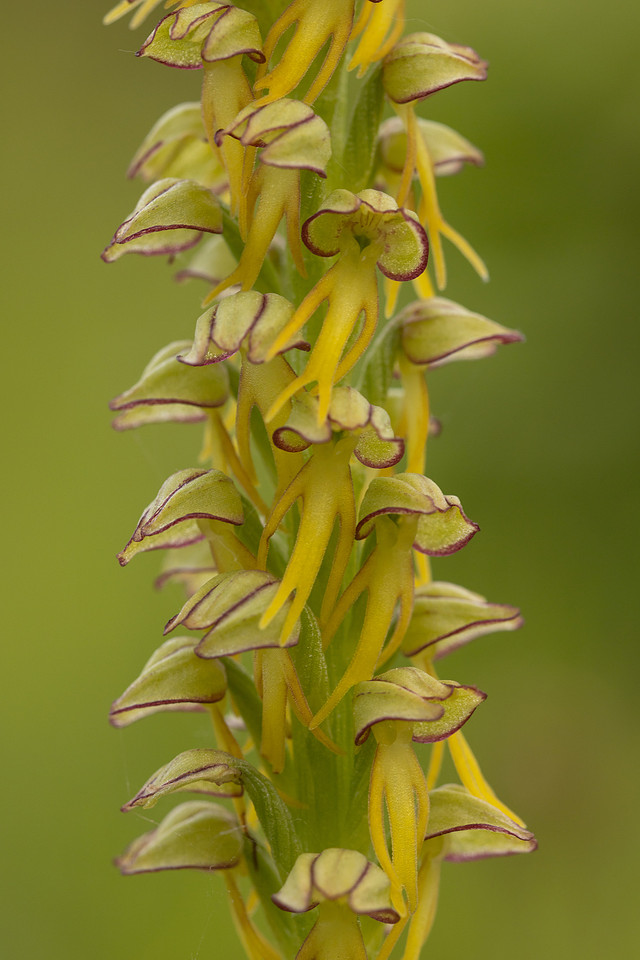 Man Orchid, Wye nature reserve, May 2024
