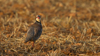 Chukar, Cape Greco 2014.