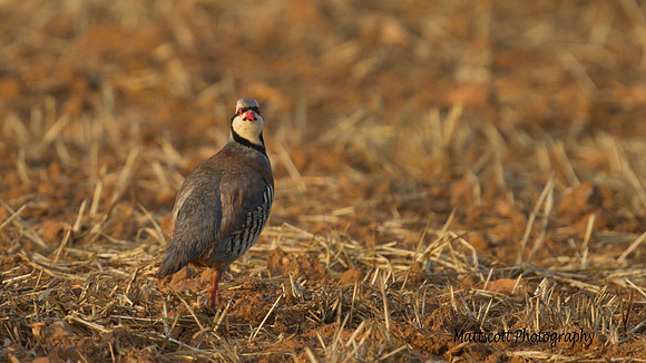 Chukar, Cape Greco 2014.