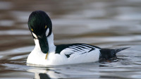 Goldeneye, Slimbridge, December 2014