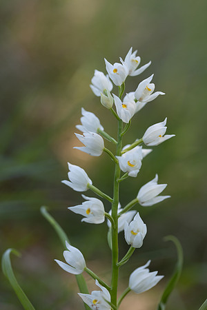 Sword-leaved Helleborine, Rodbrough Common, May 2024