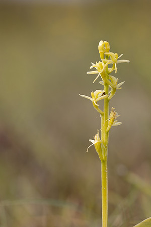 Fen Orchid, Kenfig, June 2024