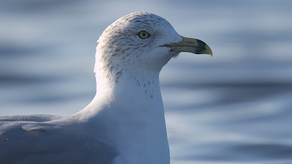 Ring-billed Gull, Walpole Park, Gosport, December 2014