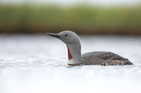 Red-throated Diver, Floi, Iceland, June 2022