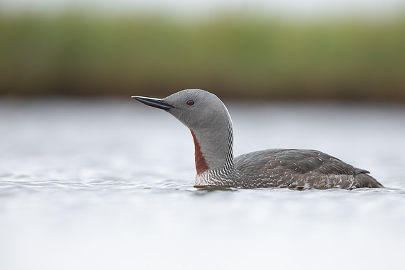 Red-throated Diver, Floi, Iceland, June 2022