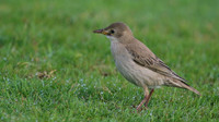 Rose-coloured Starling, Davidstow Airfield, September 2016