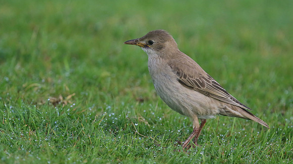 Rose-coloured Starling, Davidstow Airfield, September 2016