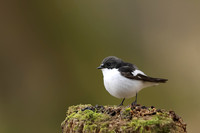 Pied Flycatcher, Forest of Dean, April 2021