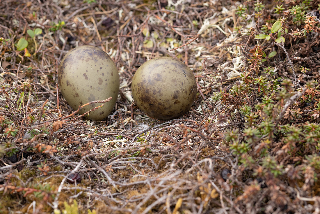 Long-tailed Skua (set1), Norway, June 2023