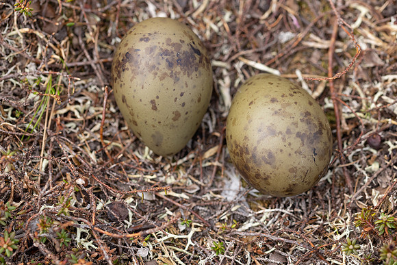 Long-tailed Skua (set1), Norway, June 2023