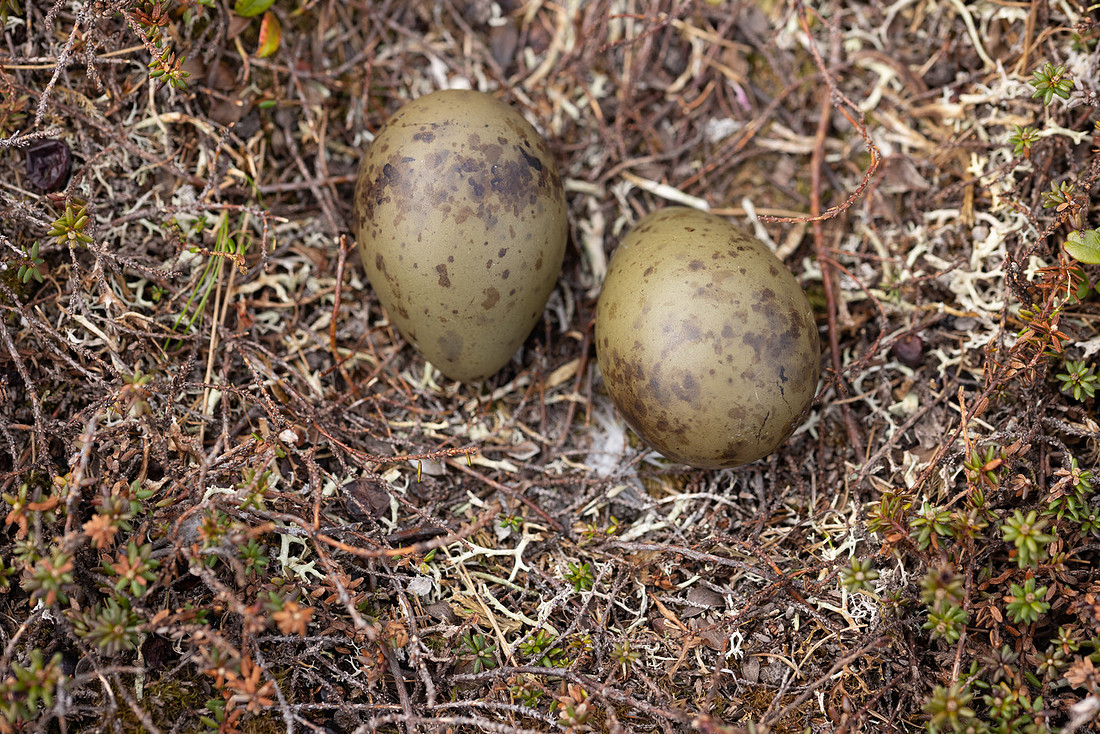 Long-tailed Skua (set1), Norway, June 2023