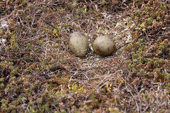 Long-tailed Skua (set1), Norway, June 2023