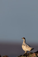 Ptarmigan, Batsjford, Norway, June 2023