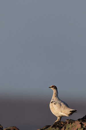 Ptarmigan, Batsjford, Norway, June 2023