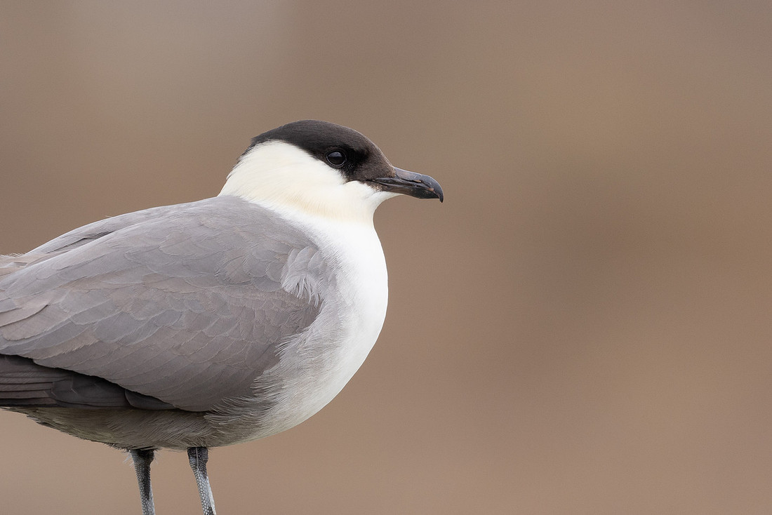 Long-tailed Skua, Batsjford, Norway, June 2023