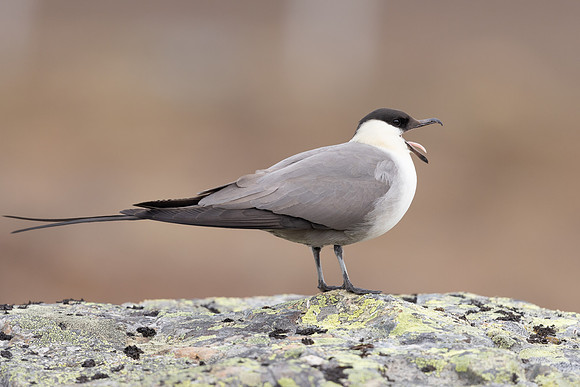Long-​tailed Skua, Batsjford,​ Norway, June 2023