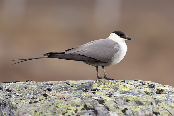 Long-​tailed Skua, Batsjford,​ Norway, June 2023