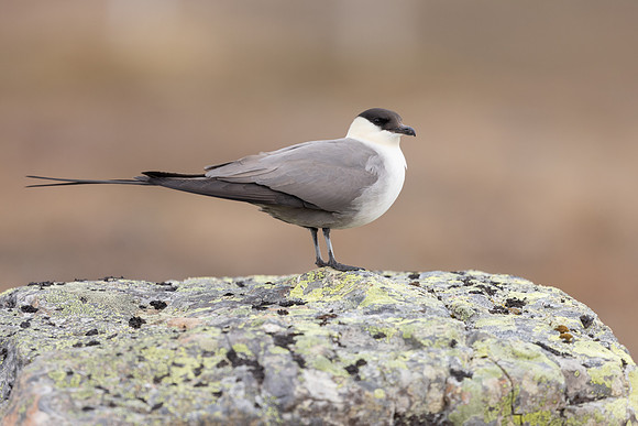 Long-​tailed Skua, Batsjford,​ Norway, June 2023