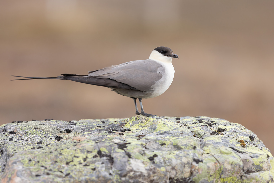 Long-tailed Skua, Batsjford, Norway, June 2023