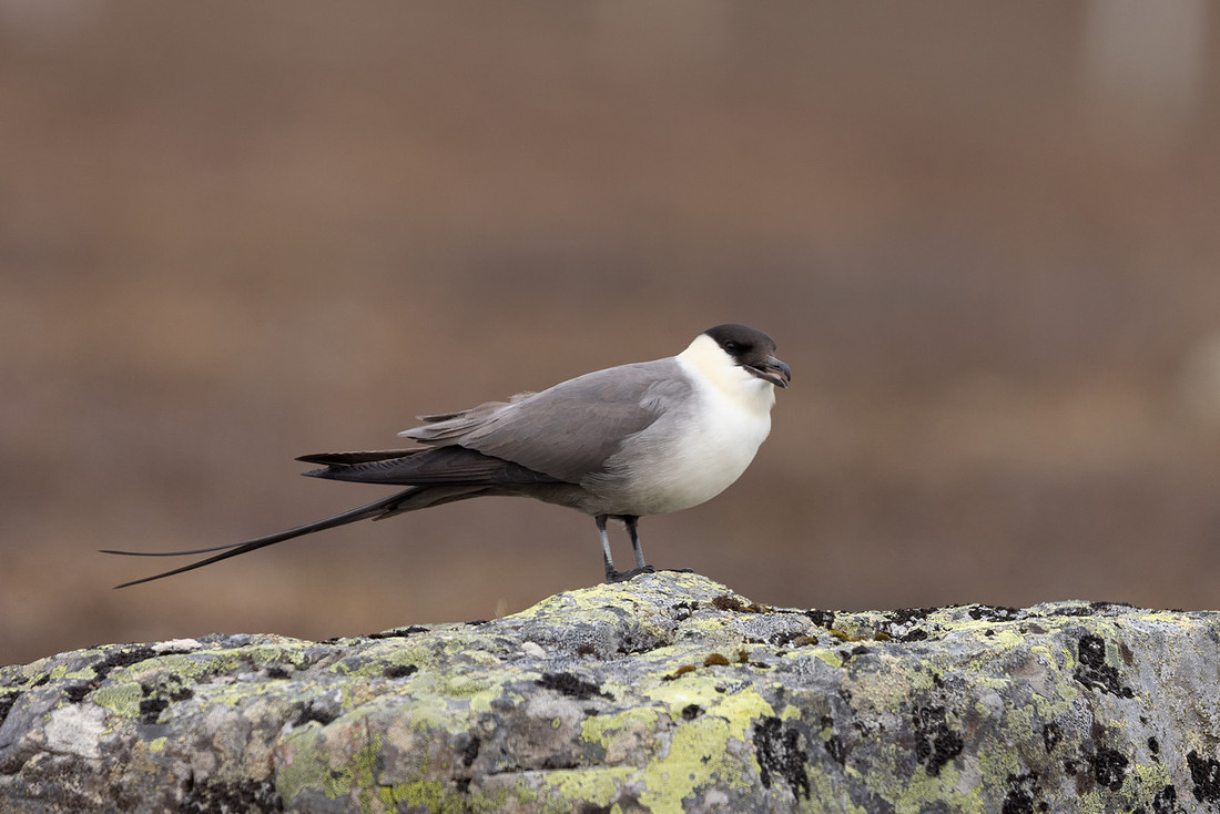 Long-tailed Skua, Batsjford, Norway, June 2023
