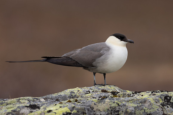Long-​tailed Skua, Batsjford,​ Norway, June 2023