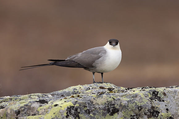 Long-​tailed Skua, Batsjford,​ Norway, June 2023