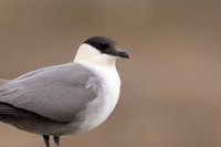 Long-tailed Skua, Batsjford, Norway, June 2023