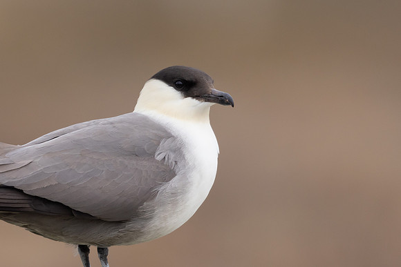 Long-tailed Skua, Batsjford, Norway, June 2023