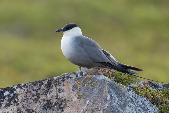 Long-tailed Skua, Norway, June 2023.