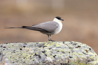 Skua's