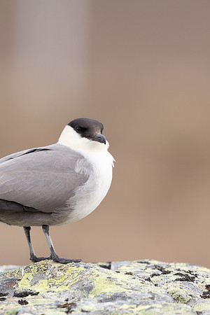 Long-tailed Skua, Batsjford, Norway, June 2023