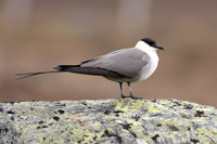 Long-tailed Skua, Batsjford, Norway, June 2023
