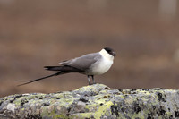 Long-tailed Skua, Batsjford, Norway, June 2023