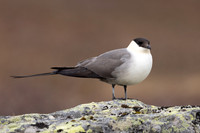 Long-tailed Skua, Batsjford, Norway, June 2023