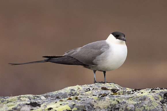 Long-tailed Skua, Batsjford, Norway, June 2023