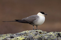Long-tailed Skua, Batsjford, Norway, June 2023