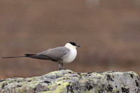 Long-tailed Skua, Batsjford, Norway, June 2023