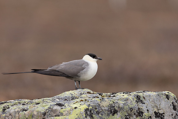 Long-tailed Skua, Batsjford, Norway, June 2023