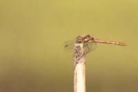 Common Darter, Oldbury Power Station, September 2023
