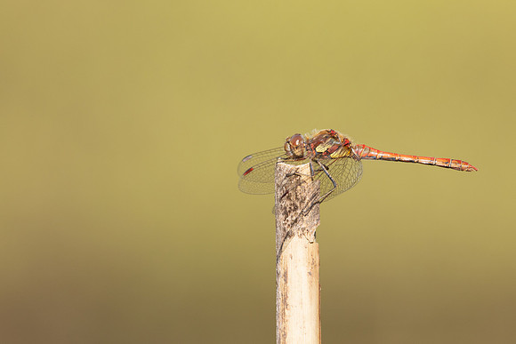Common Darter, Oldbury Power Station, September 2023