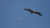 Griffon Vulture (rare breeder on Cyprus) Kensington Cliffs 2014