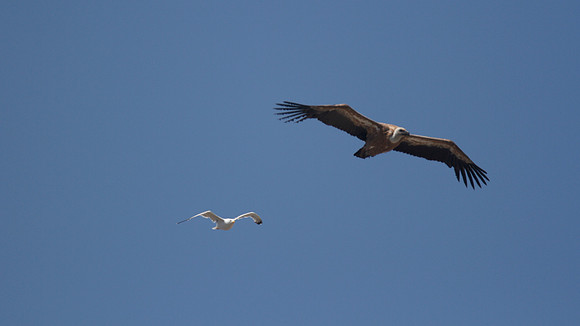 Griffon Vulture (rare breeder on Cyprus) Kensington Cliffs 2014