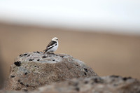 Snow Bunting, Raufarhofn, Iceland, June 2022