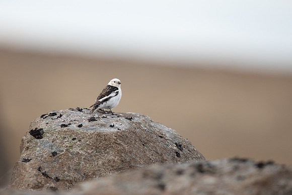 Snow Bunting, Raufarhofn, Iceland, June 2022